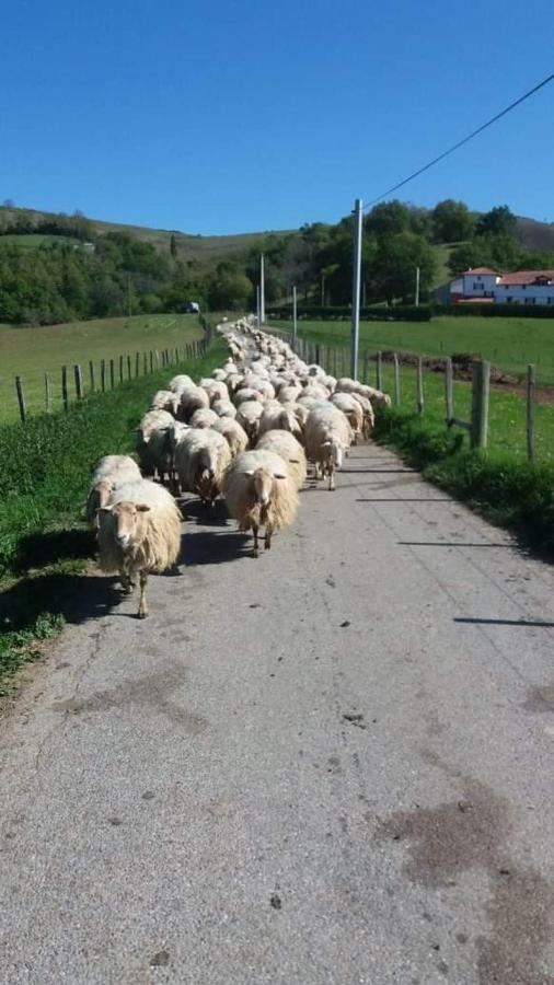 Gite A La Ferme Larranda Suhescun المظهر الخارجي الصورة