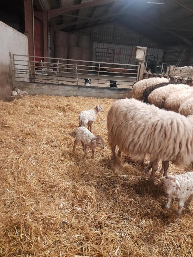 Gite A La Ferme Larranda Suhescun المظهر الخارجي الصورة